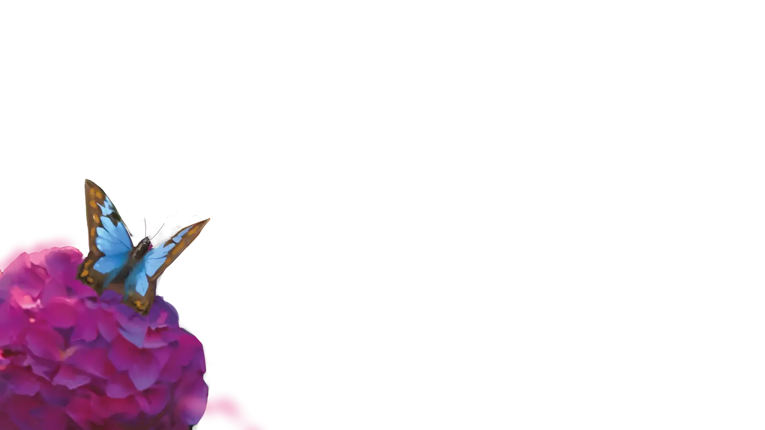 Frida Kahlo Wynwood Residences rendering